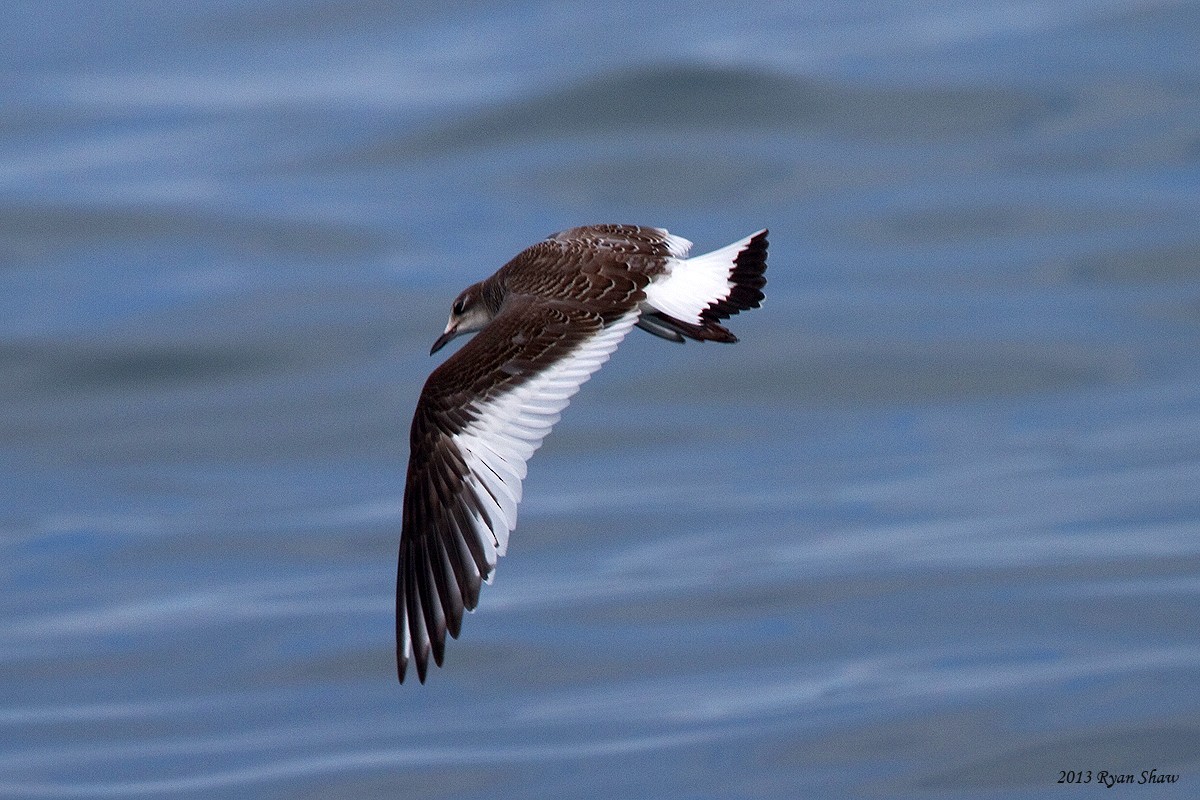 Sabine's Gull - ML60548611