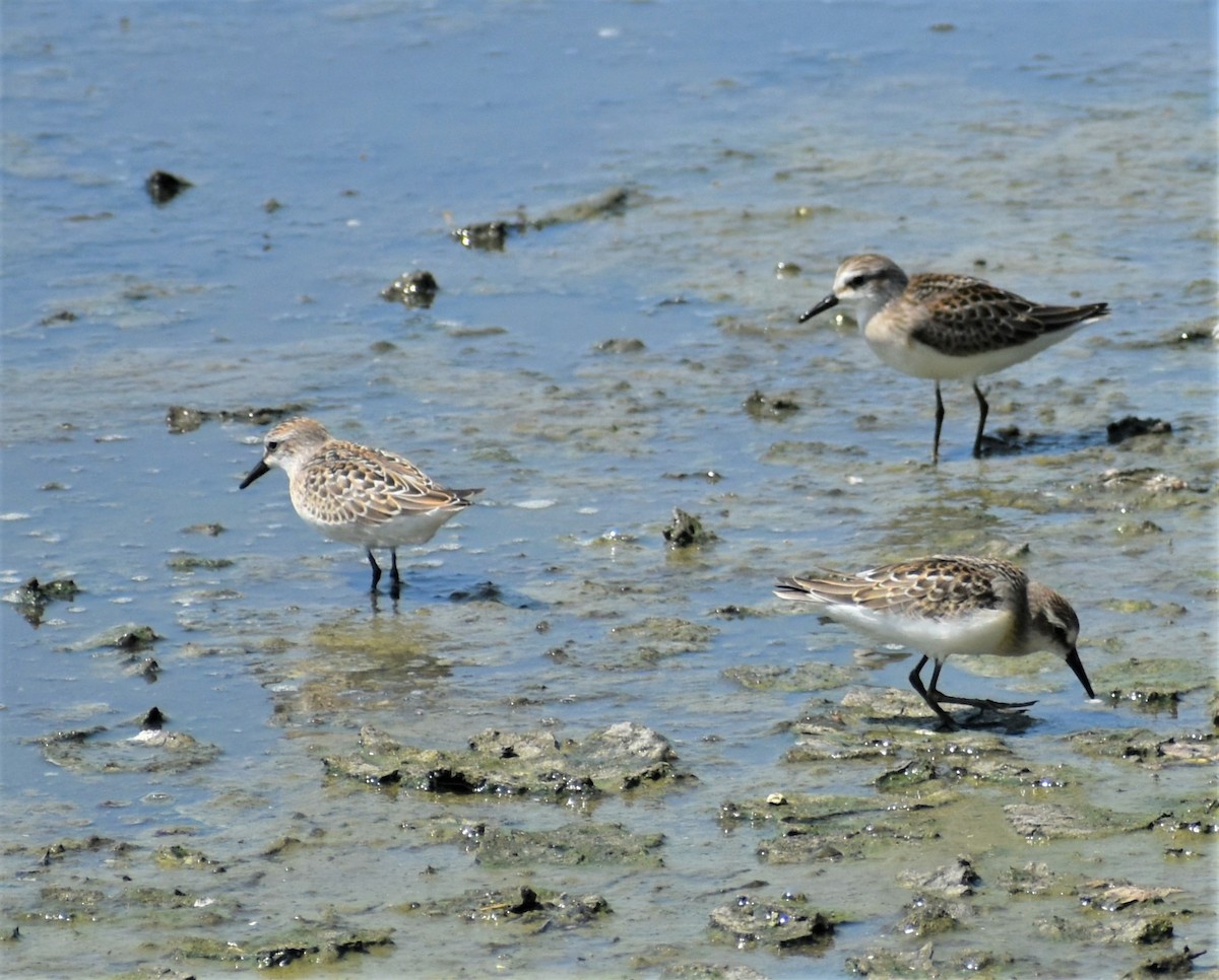 Semipalmated Sandpiper - ML605486171