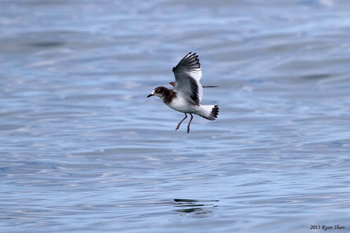 Sabine's Gull - ML60548631