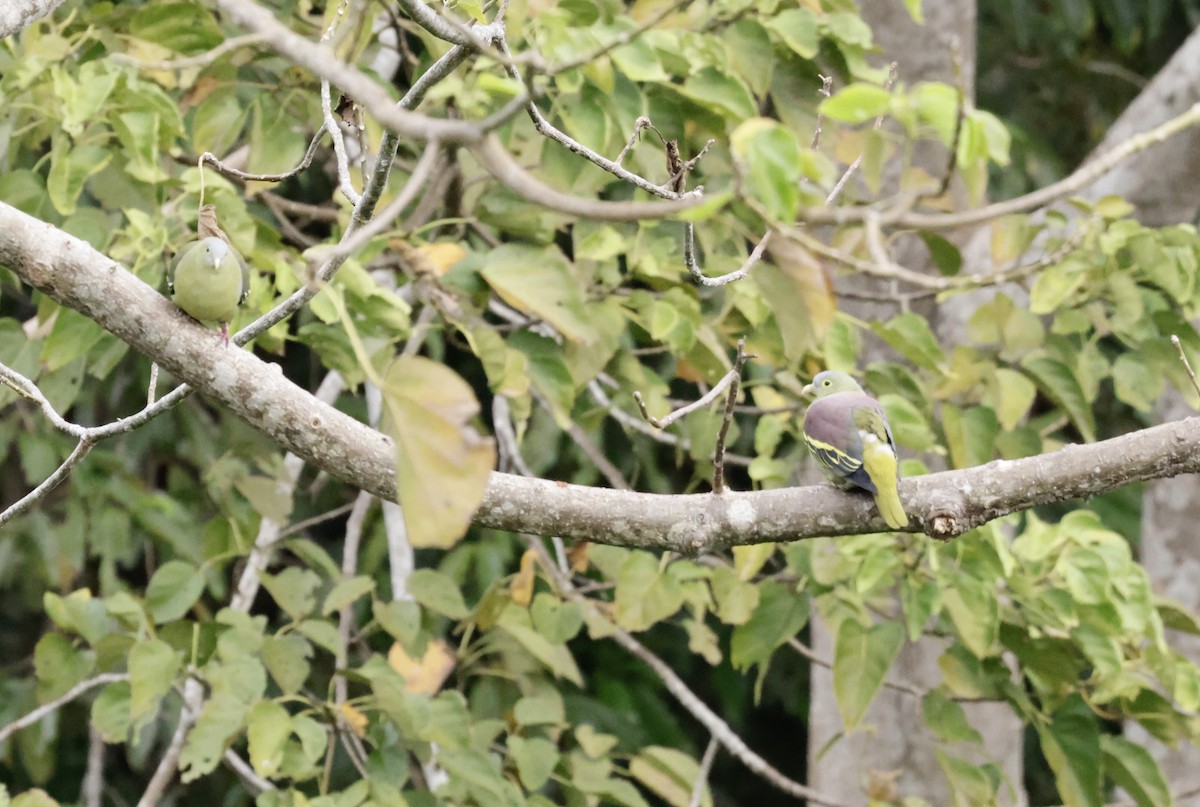 Gray-cheeked Green-Pigeon - ML605486801