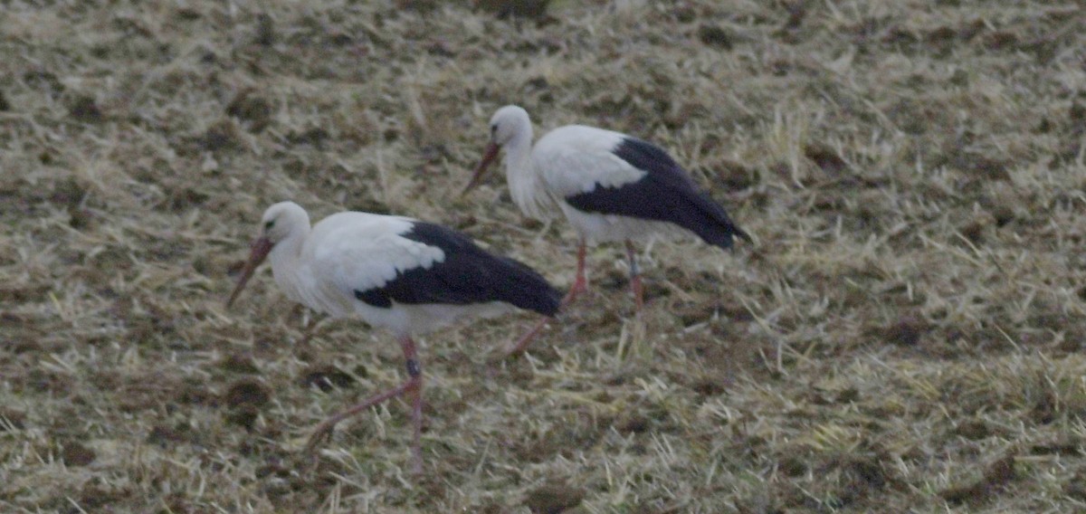 White Stork - ML605487191