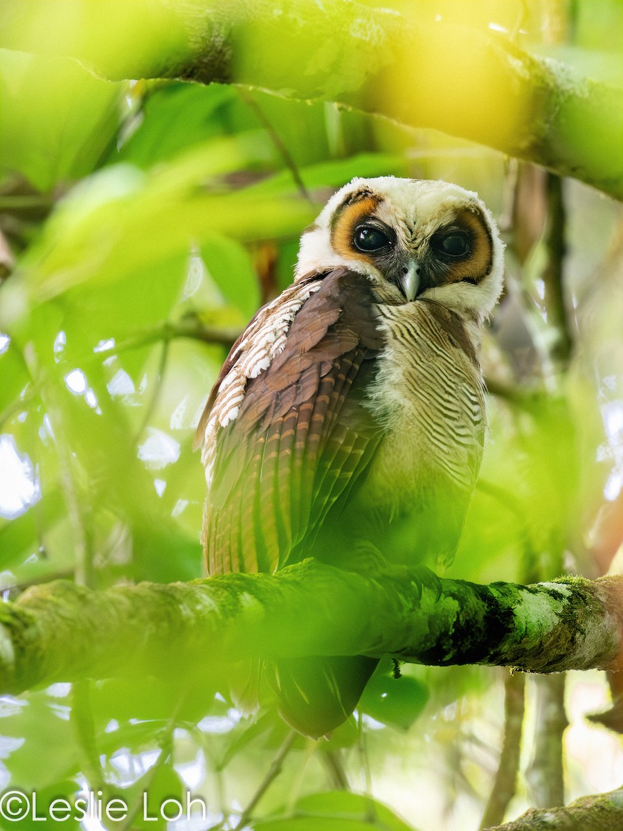 Brown Wood-Owl - ML605487201