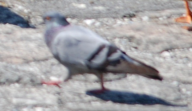 Pigeon biset (forme domestique) - ML605487311