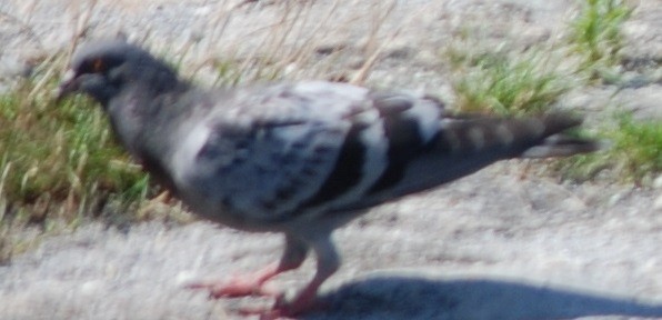 Сизый голубь (Одомашненного типа) - ML605487321