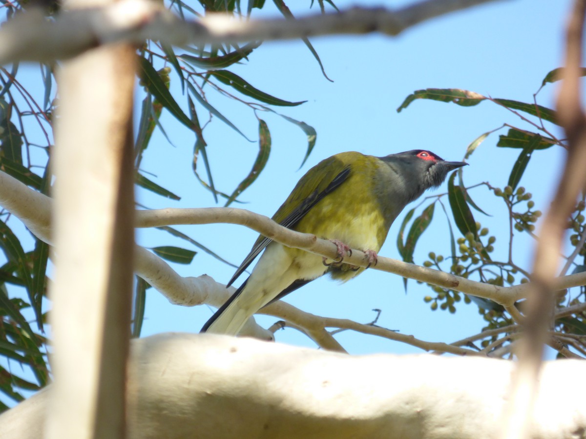 Australasian Figbird - Matt Hinze