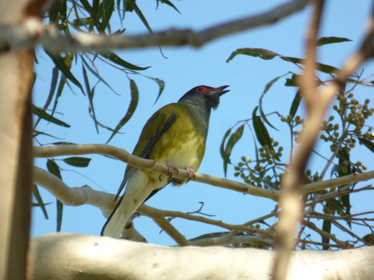 Australasian Figbird - Matt Hinze