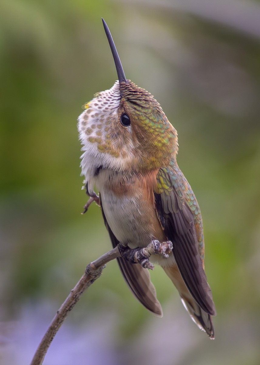 Kızıl Sırtlı Kolibri - ML605487751