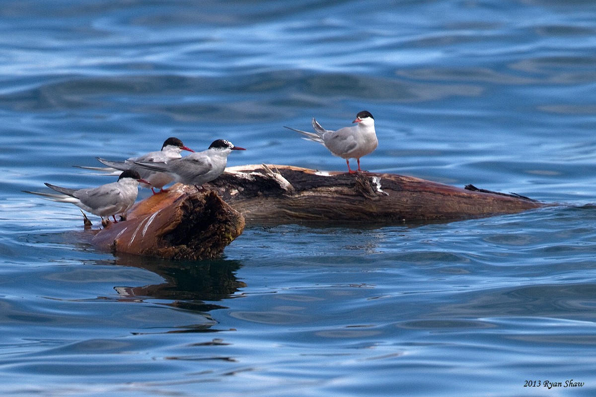 Arctic Tern - ML60548781