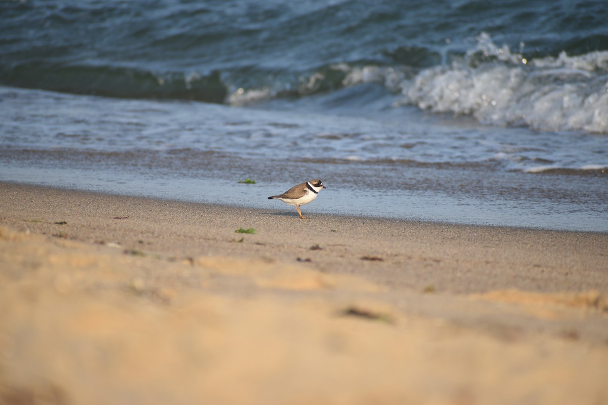 Semipalmated Plover - Benjamin Nourse Gross