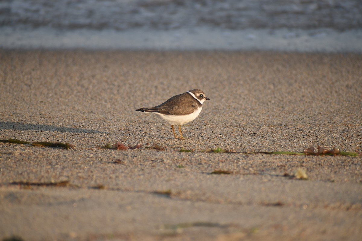 Semipalmated Plover - Benjamin Nourse Gross