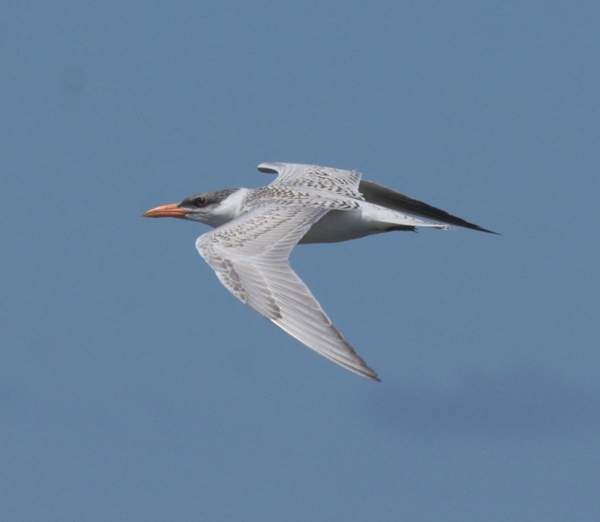 Caspian Tern - ML605487891