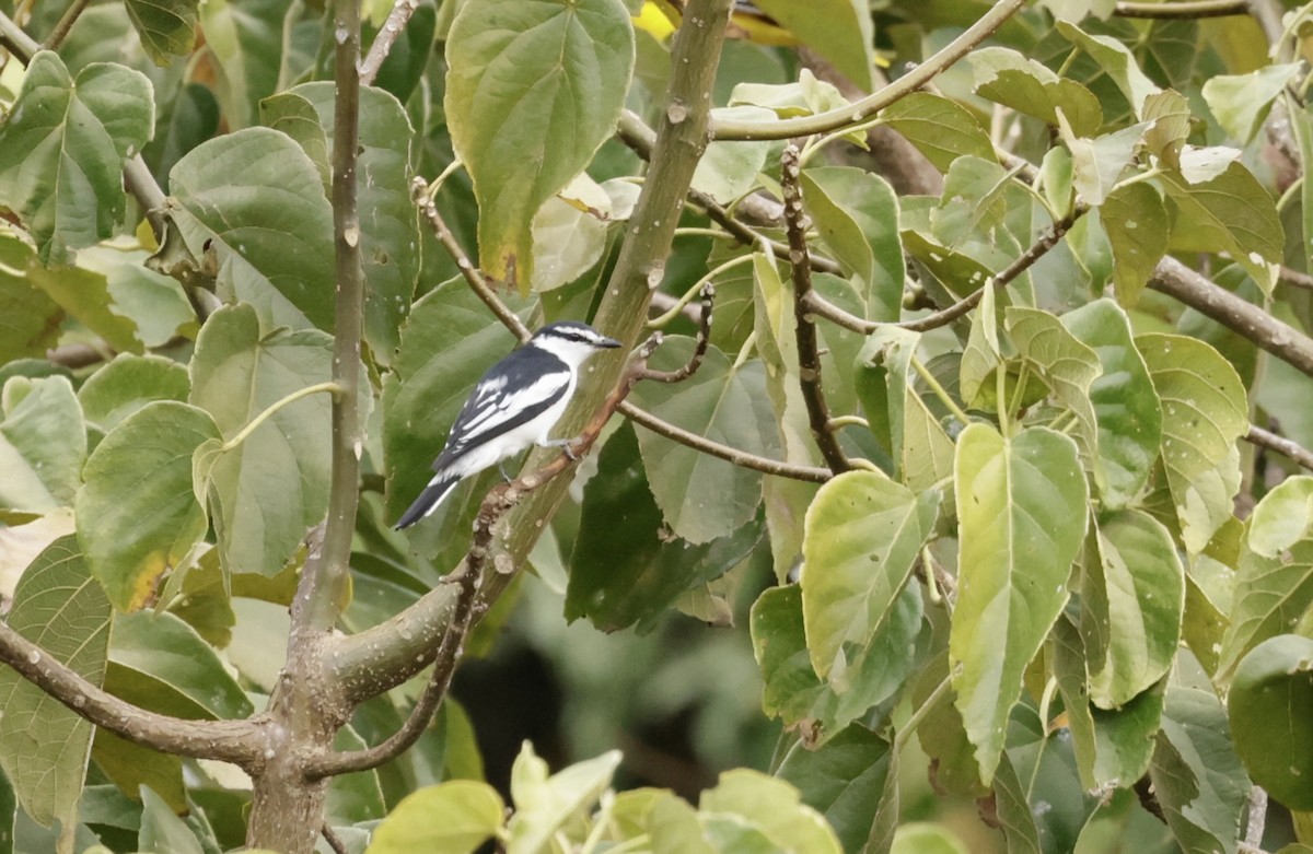 White-rumped Triller - John Bruin