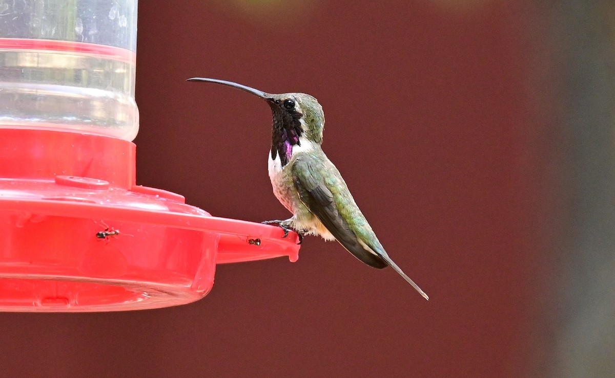 Lucifer Hummingbird - ML605489201