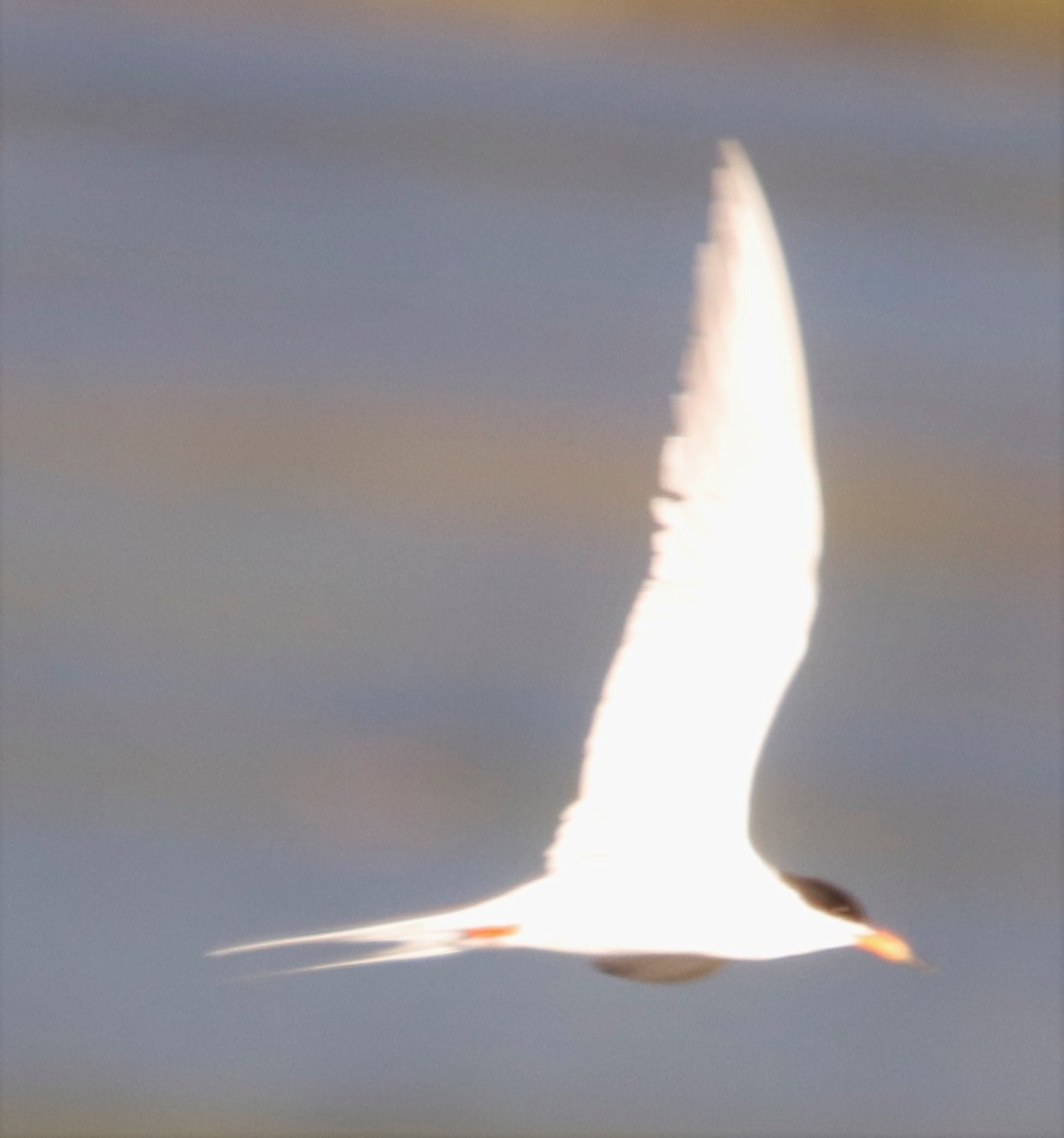 Forster's Tern - ML605490291