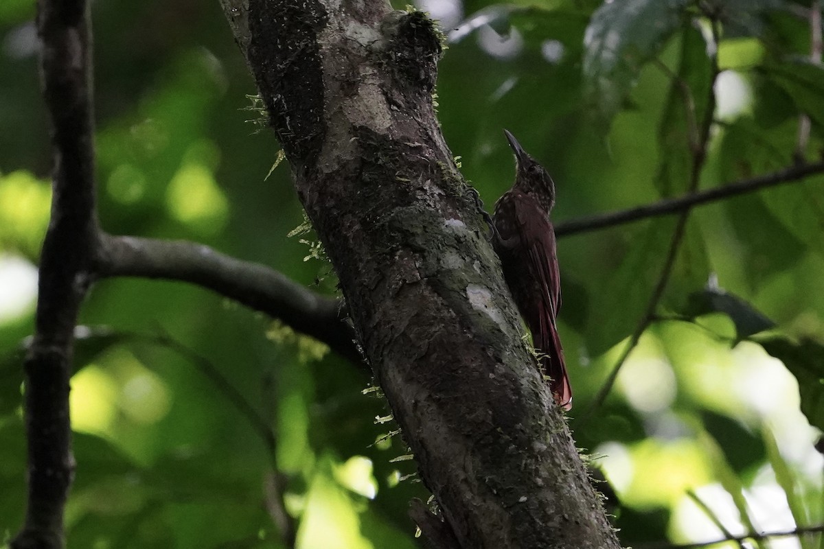 Long-tailed Woodcreeper - Carlos Ulate