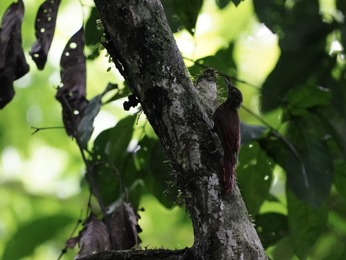 Long-tailed Woodcreeper - Carlos Ulate