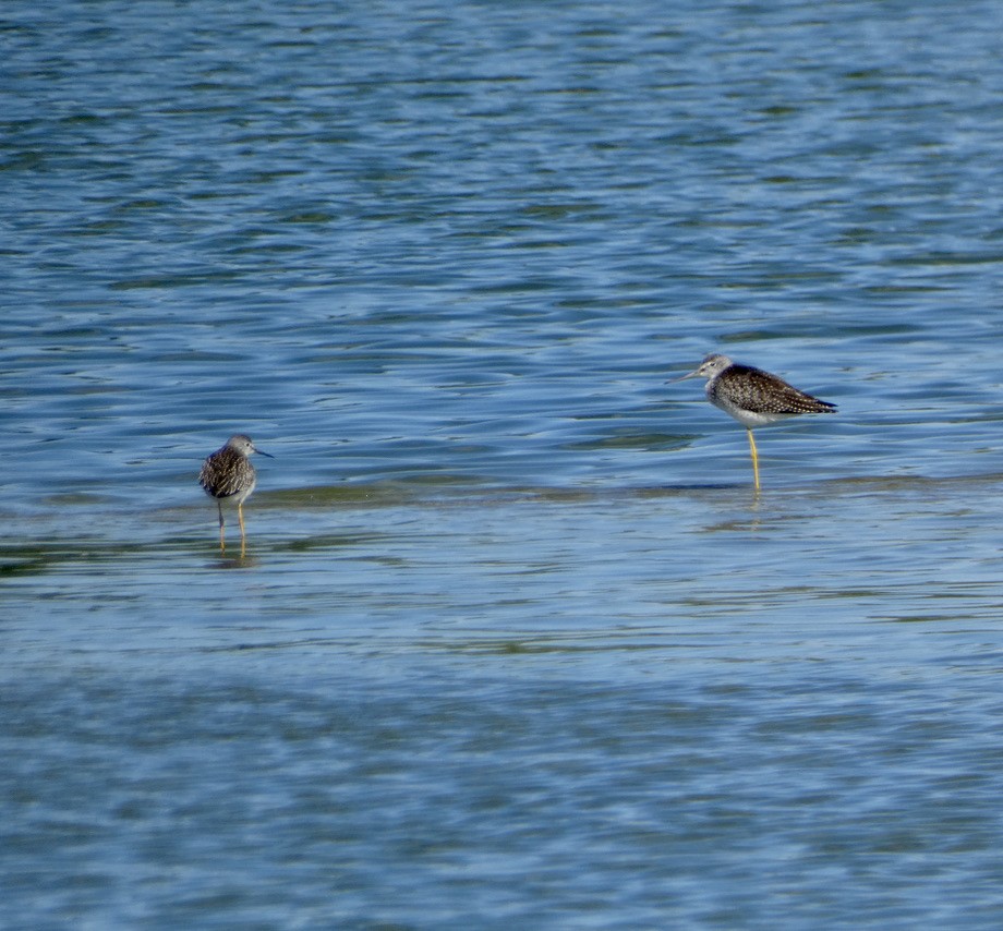 Greater Yellowlegs - Deb Weltsch