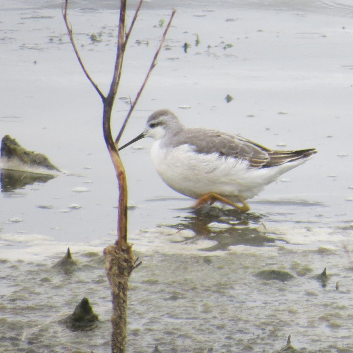 Wilson's Phalarope - ML605492181