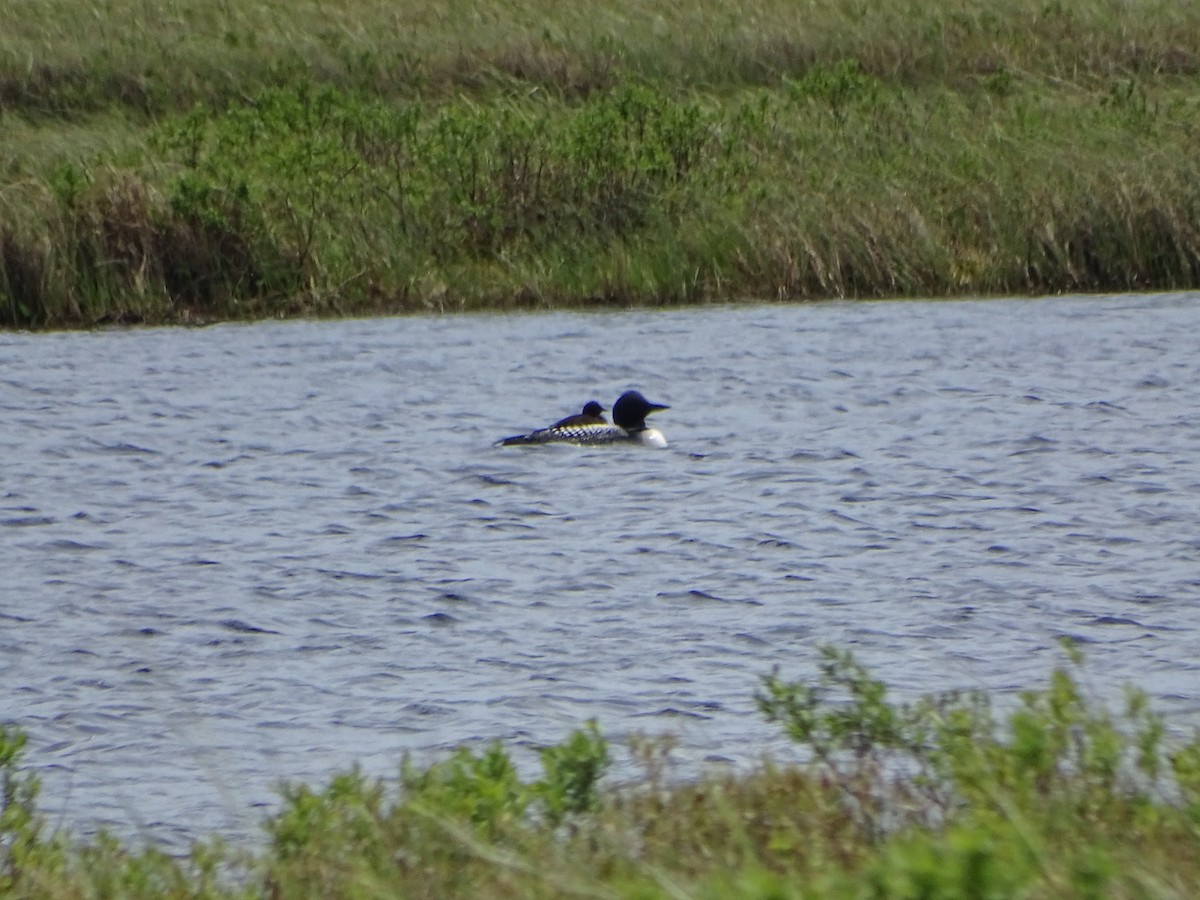 Common Loon - ML60549231