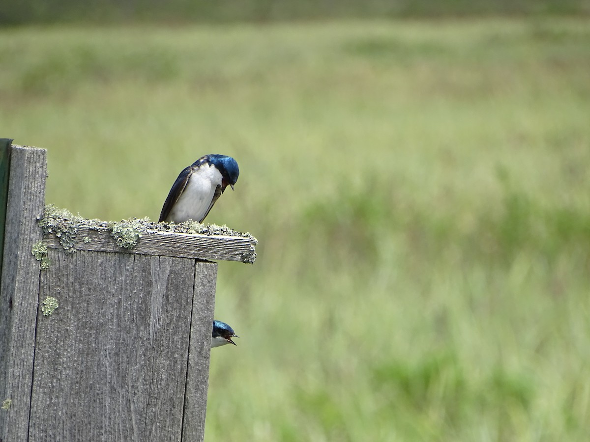 Tree Swallow - Fred Dike