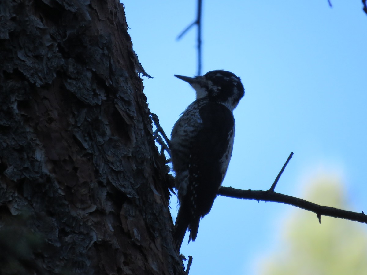 American Three-toed Woodpecker - ML605492951