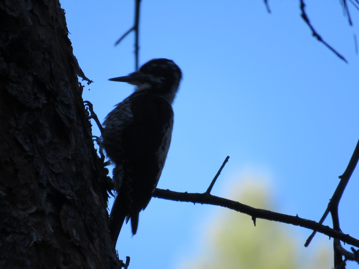 American Three-toed Woodpecker - ML605493011
