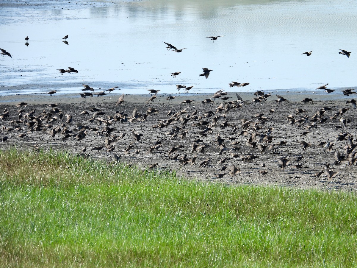 European Starling - ML605494301