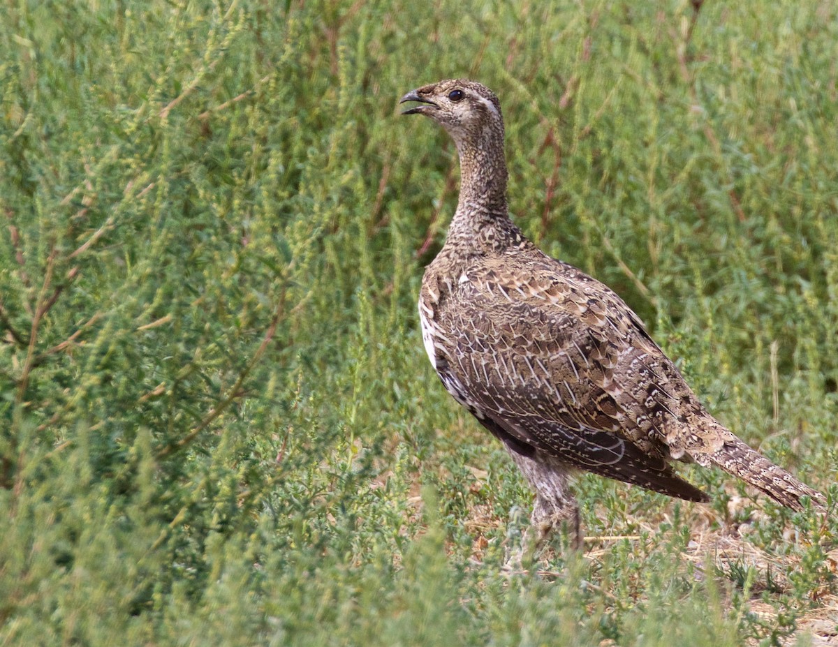 Greater Sage-Grouse - ML605495841