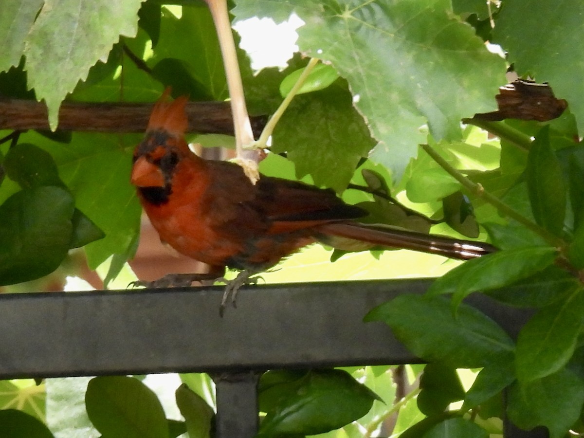 Northern Cardinal - ML605496821