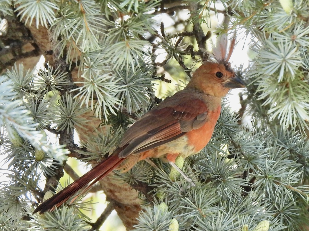 Cardinal rouge - ML605496831