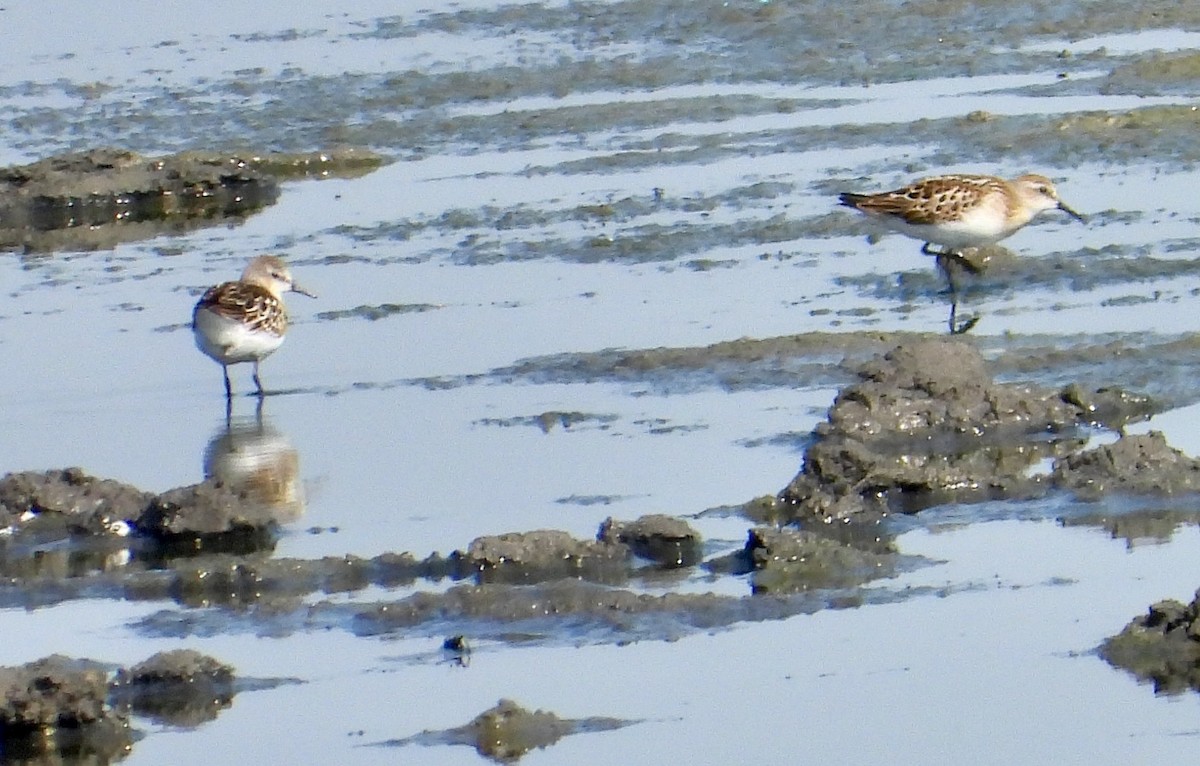 Little Stint - ML605497061