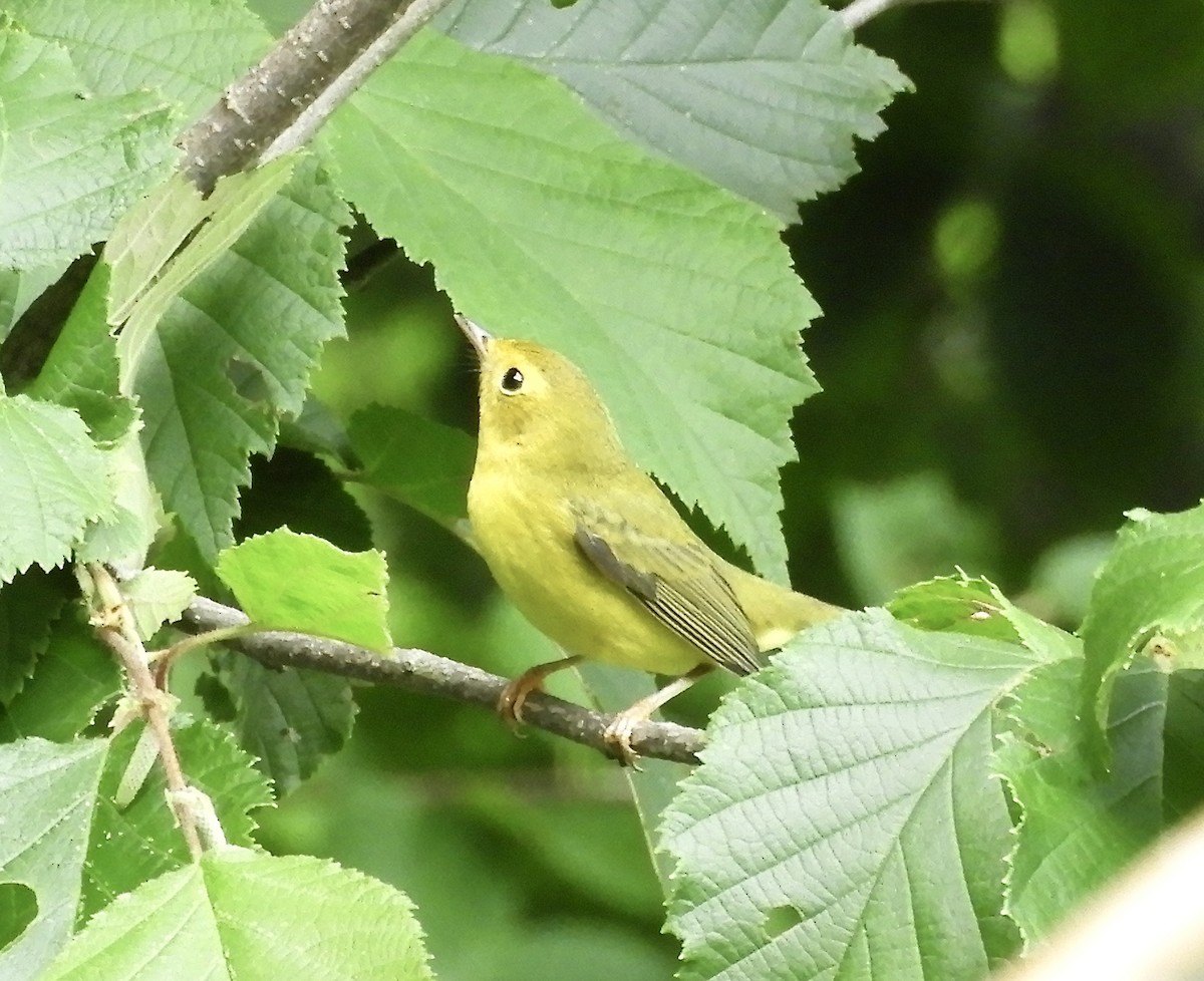 Wilson's Warbler - ML605497201