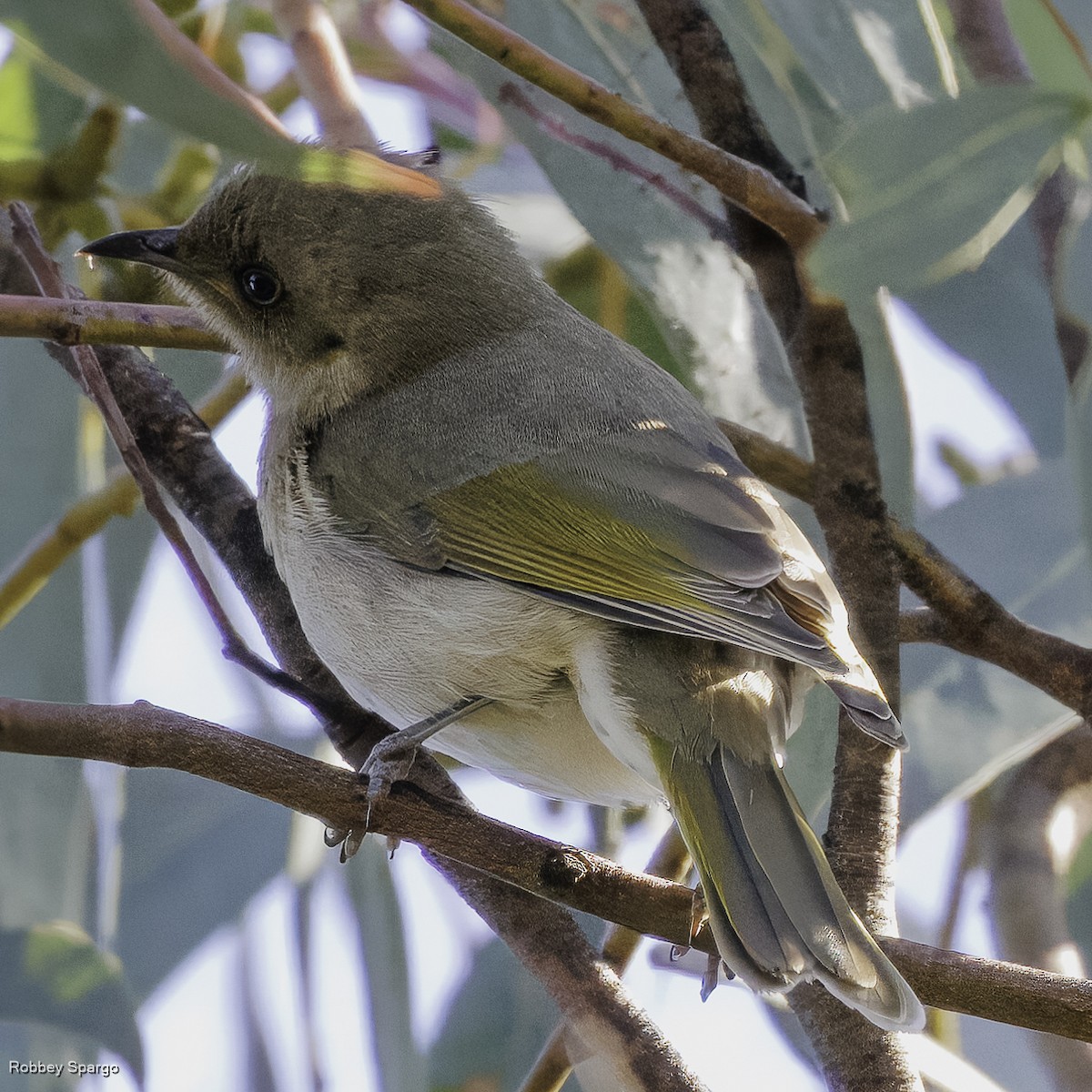 Fuscous Honeyeater - ML605497411