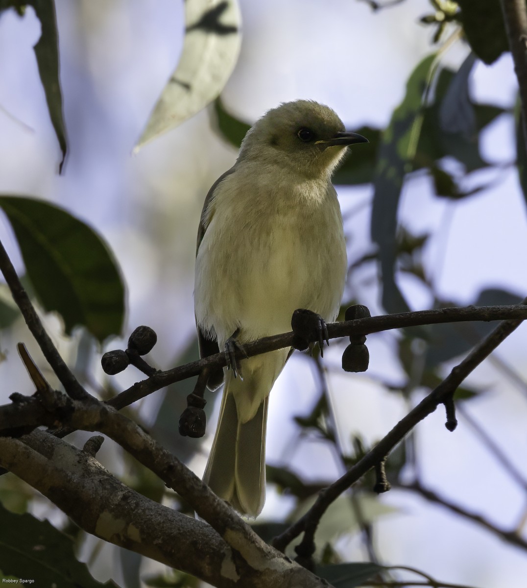 Fuscous Honeyeater - ML605497571