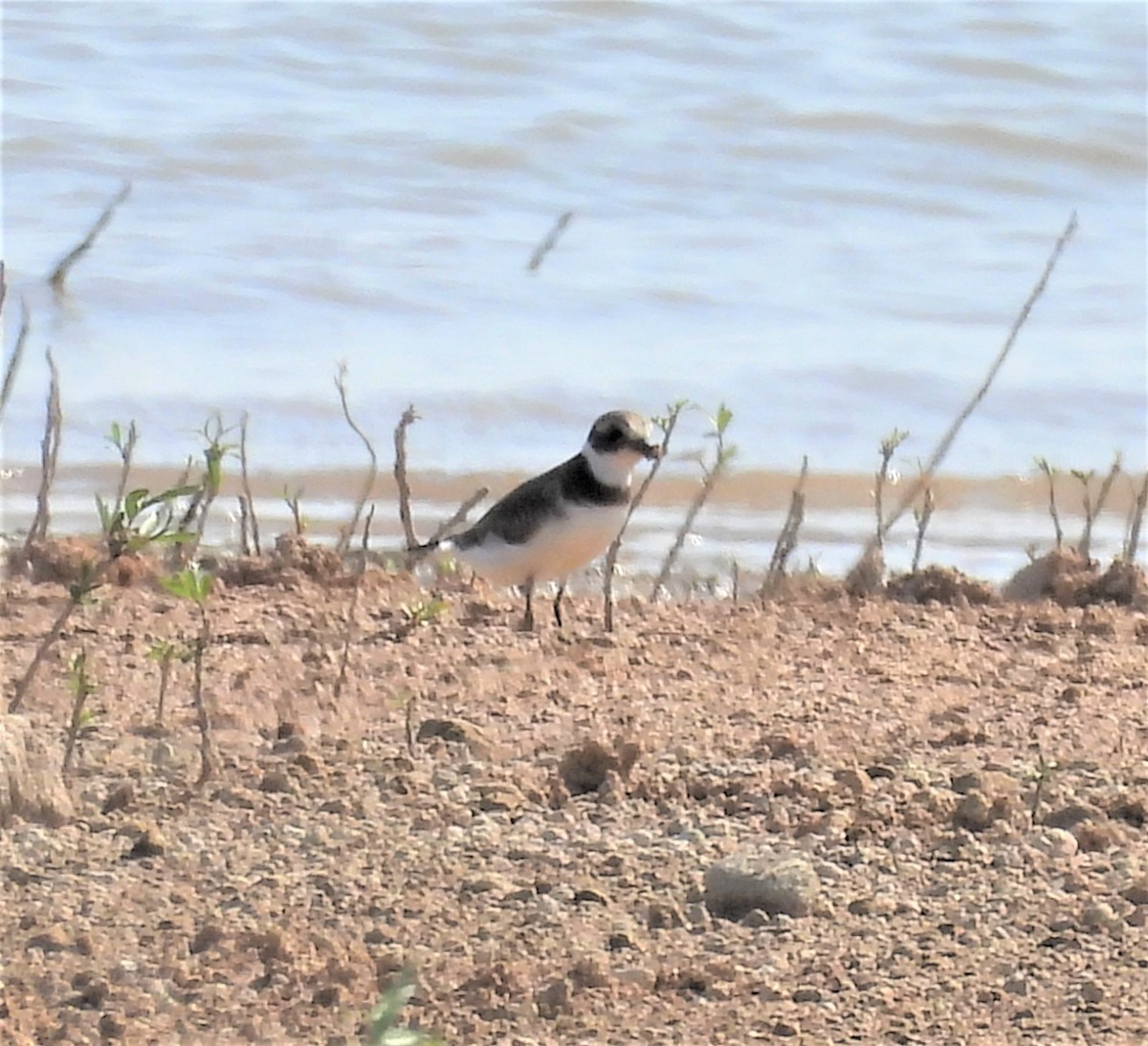 Semipalmated Plover - ML605497591