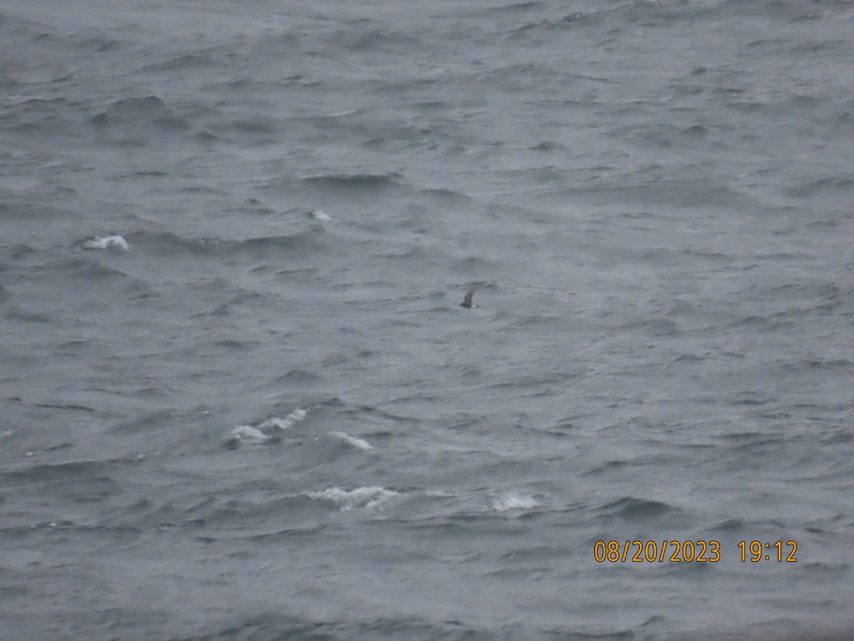 ub. stormsvale (Oceanitidae/Hydrobatidae sp.) - ML605497671