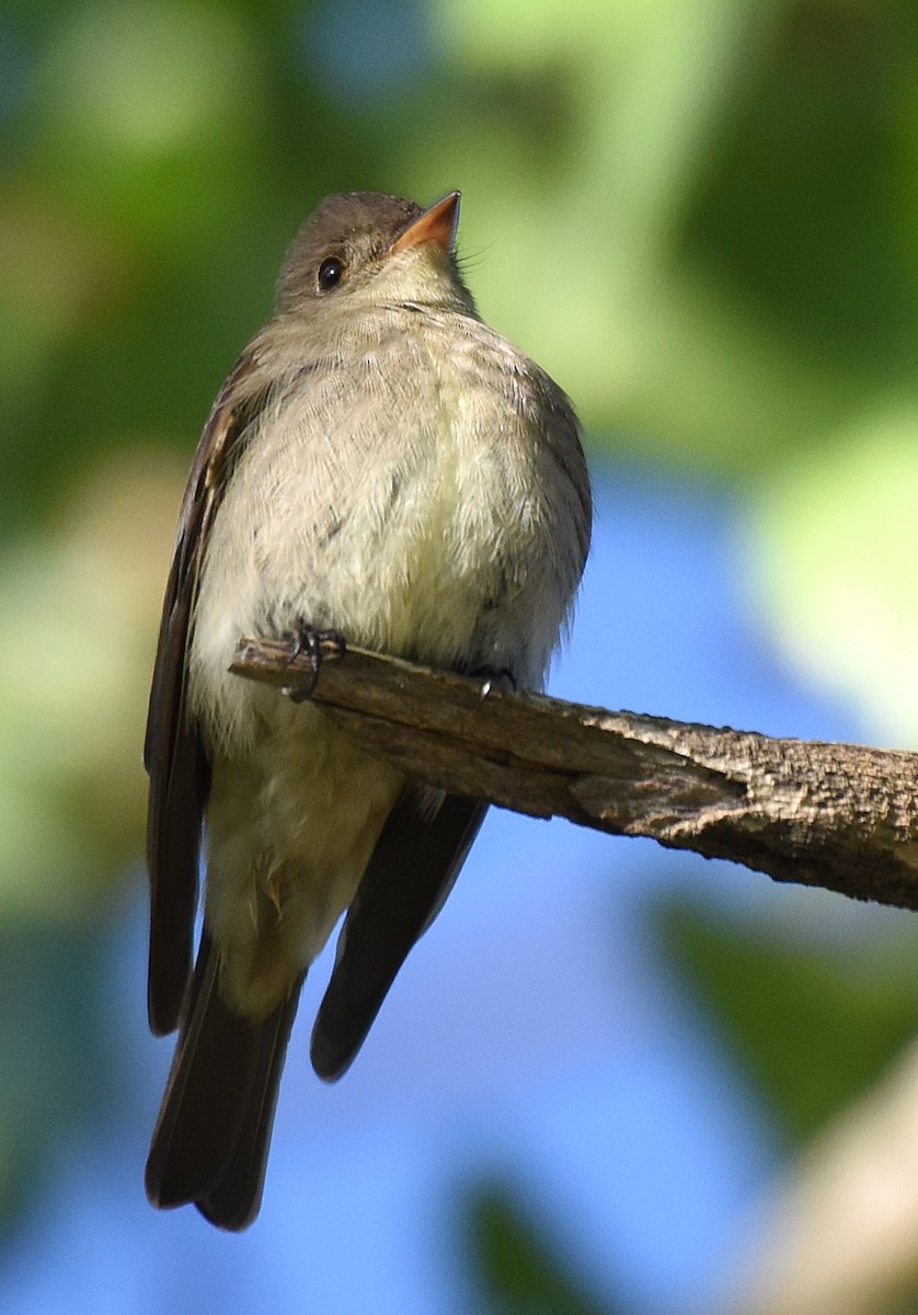 Western Wood-Pewee - ML60549831