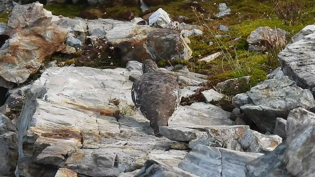 Alpenschneehuhn - ML605498311