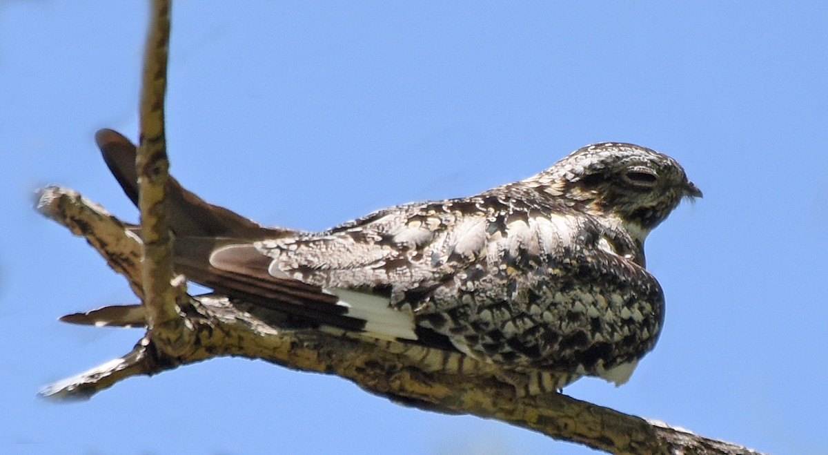 Common Nighthawk - Steven Mlodinow