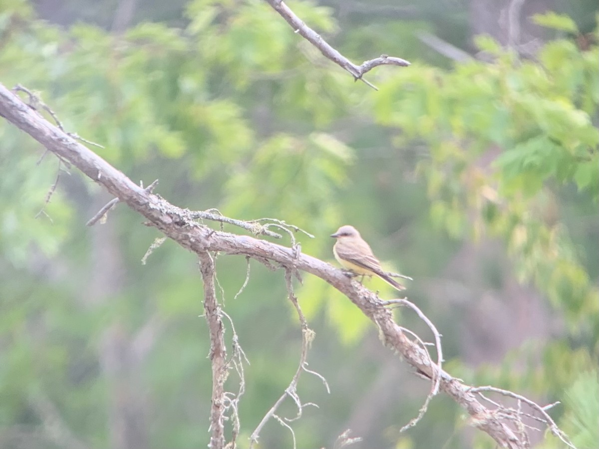 Western Kingbird - Mike McBrien