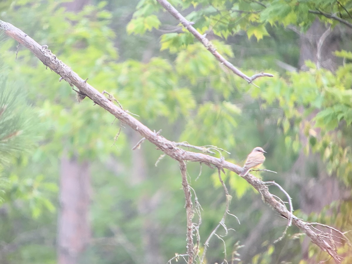 Western Kingbird - Mike McBrien