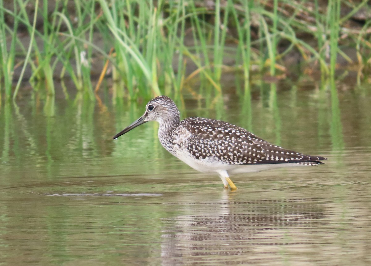 Greater Yellowlegs - Tom Edell