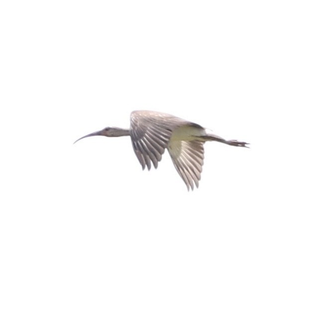 White Ibis - ML605499101