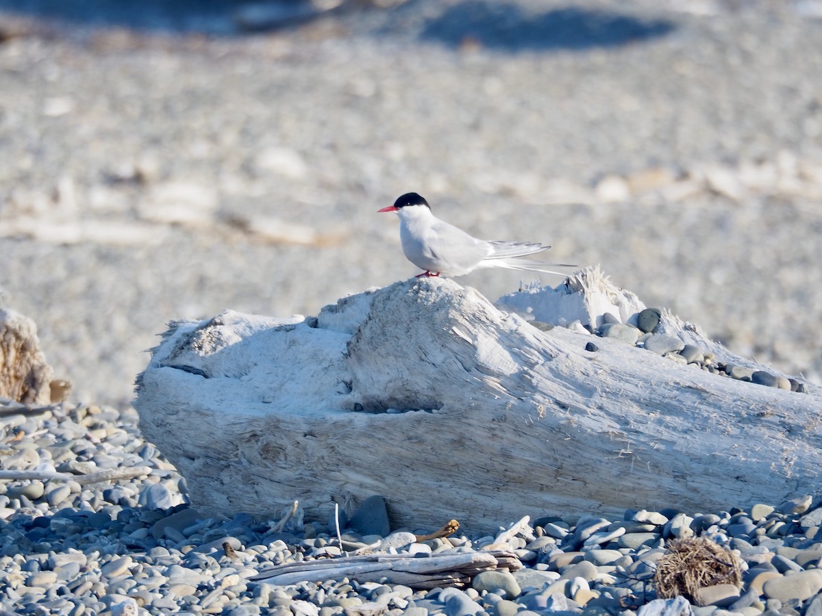 Arctic Tern - ML605499331