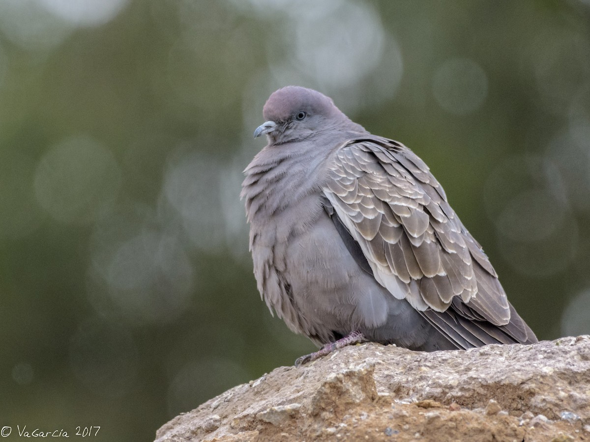 Spot-winged Pigeon - ML60549981