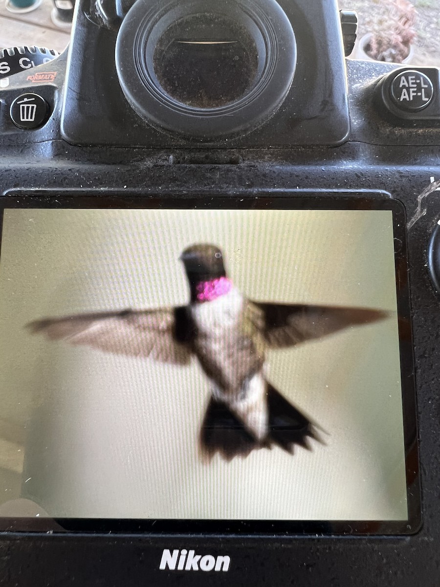 Ruby-throated x Black-chinned Hummingbird (hybrid) - ML605500071