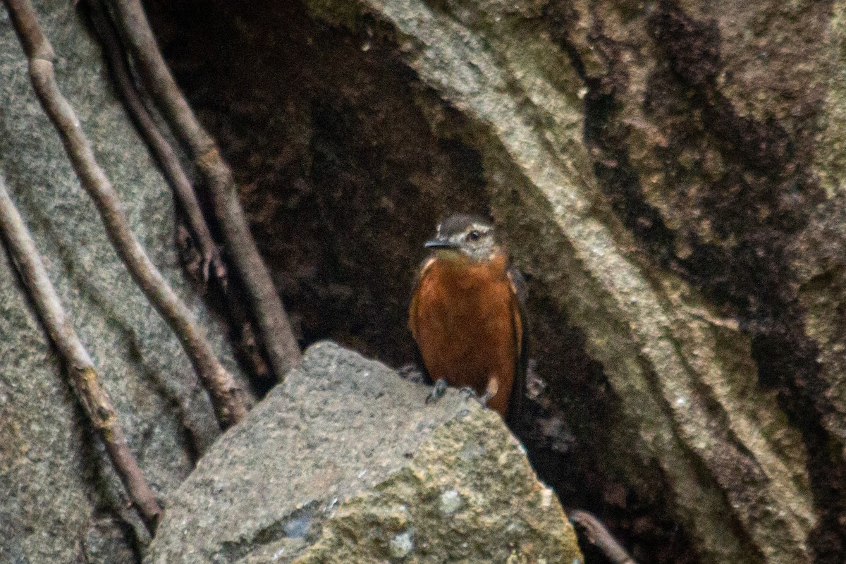 Cliff Flycatcher - ML605500521