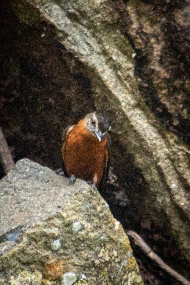 Cliff Flycatcher - Francisco Russo