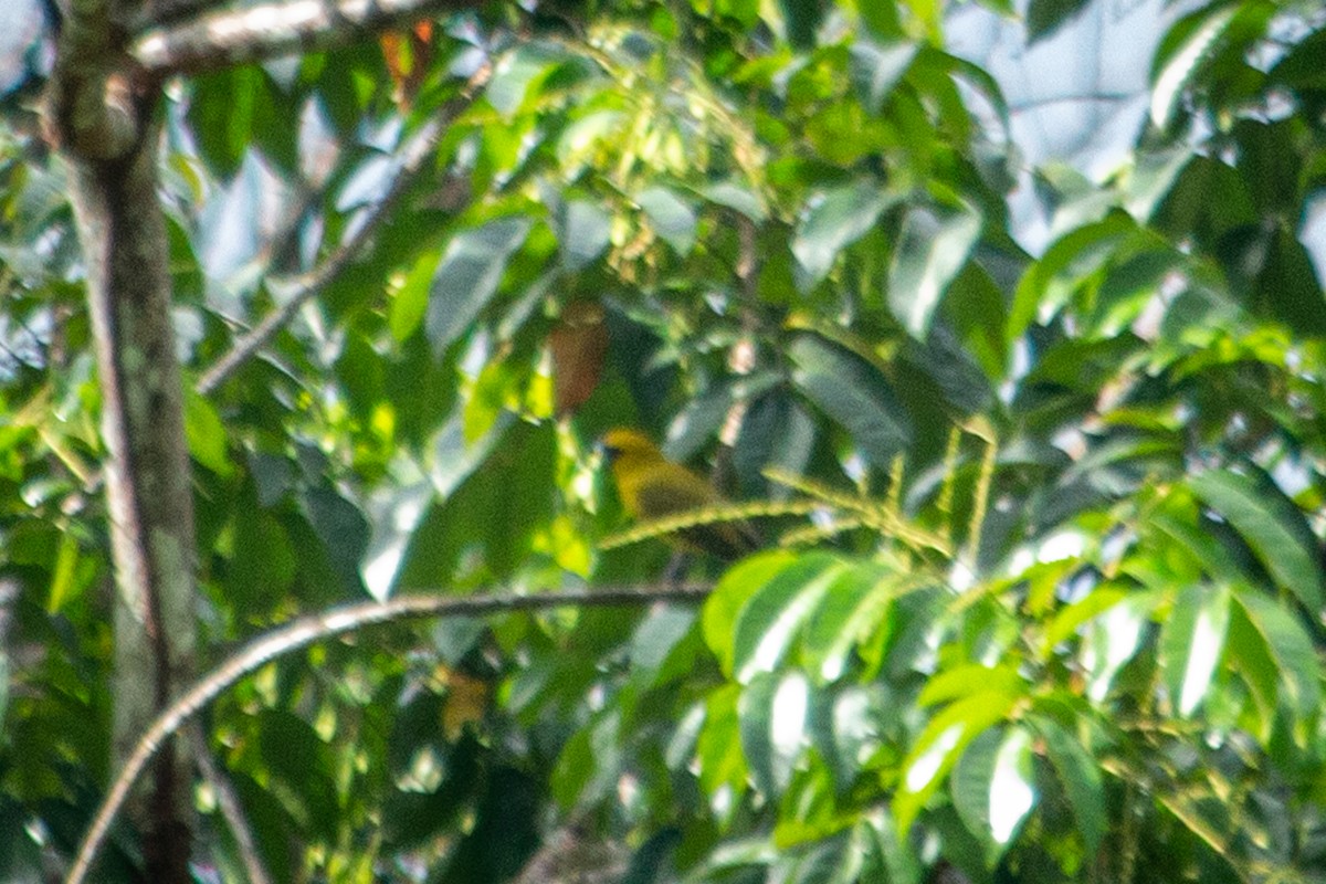 Yellow-green Grosbeak - ML605500611