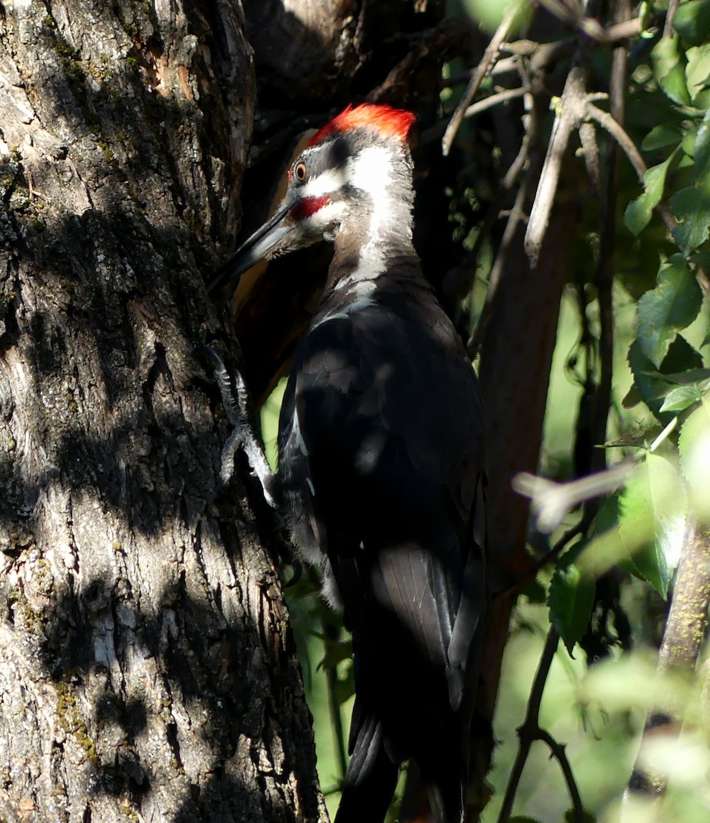 Pileated Woodpecker - Cass C